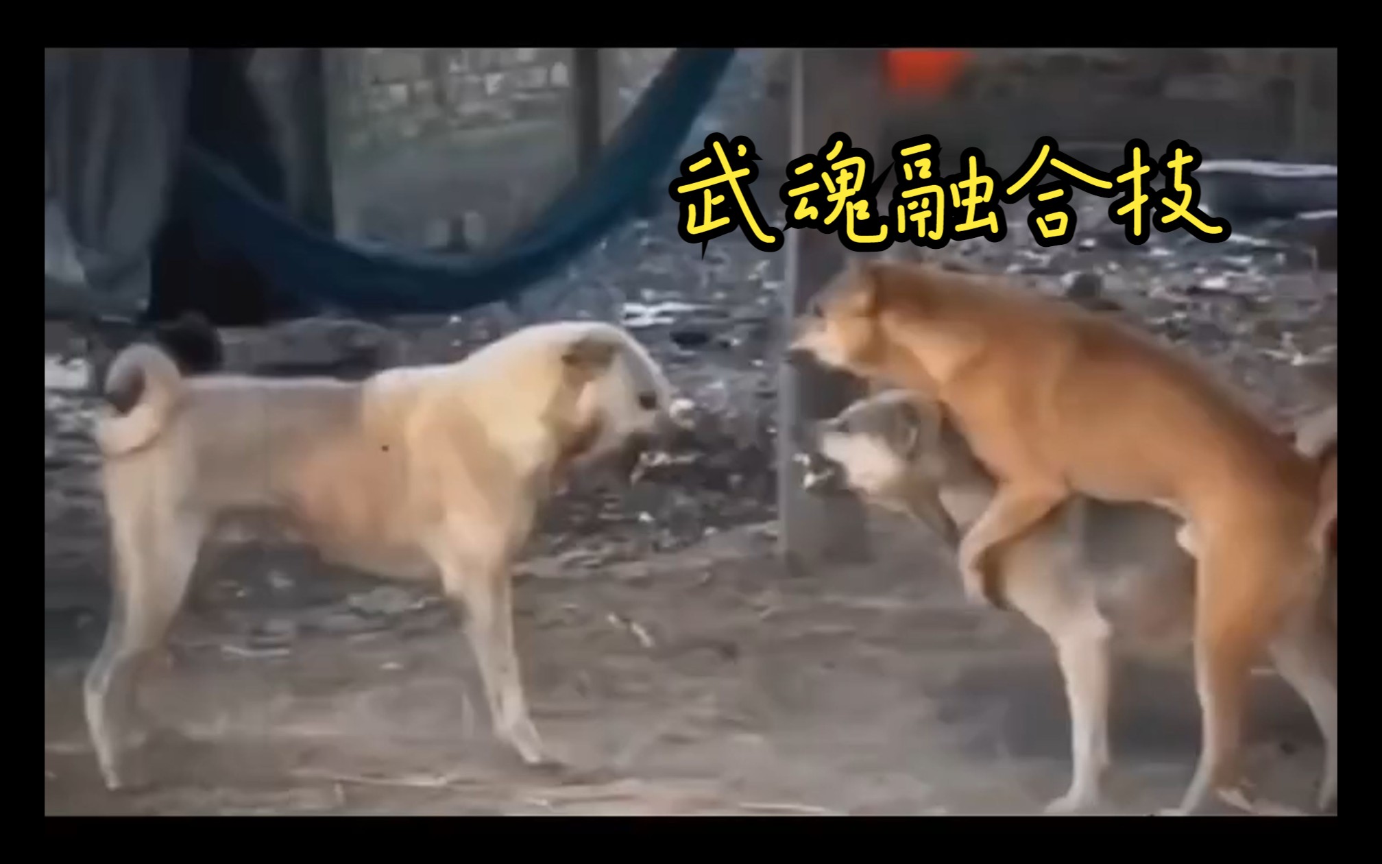 会融合技的田园犬,怎么会比外国的差?更何况是老祖宗留下来的哔哩哔哩bilibili