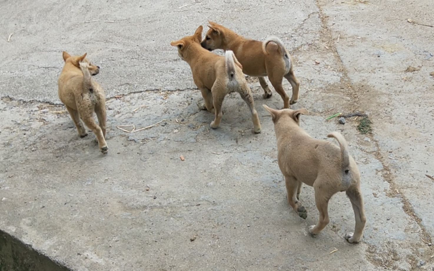 中华田园犬,在村里被一群小奶狗拦住去路,掏出火腿肠后就臣服了