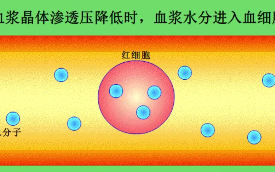 生理学动画血浆晶体渗透压降低哔哩哔哩bilibili