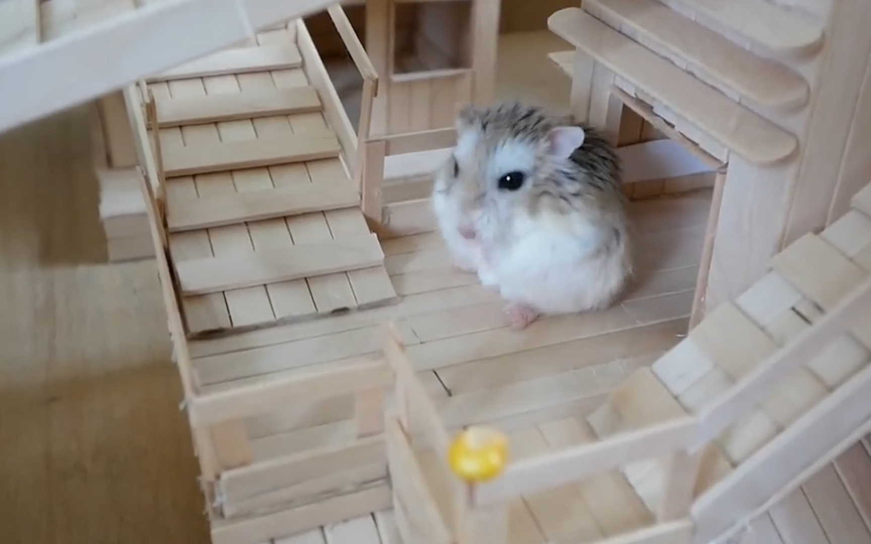 一只仓鼠的白富美生活,独居豪华别墅,网友:真是人不如鼠!