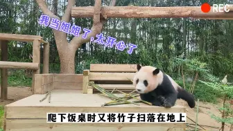 Descargar video: 爱宝诞下双胞胎，这下两位爷爷不用争了，一人一只小可爱。福宝当了两个妹妹的姐姐，上班时开心得吃不下坐不住。