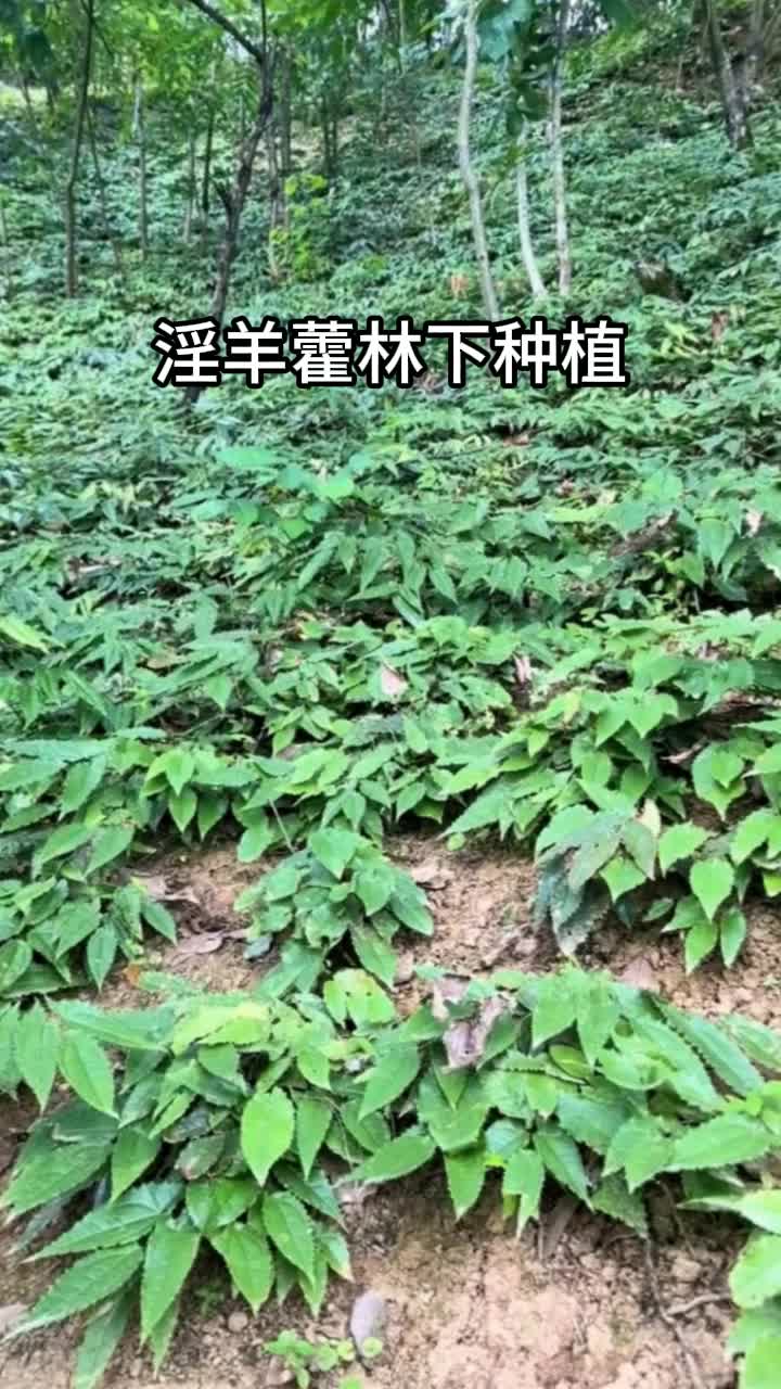 林下种植箭叶淫羊藿,高含量品种