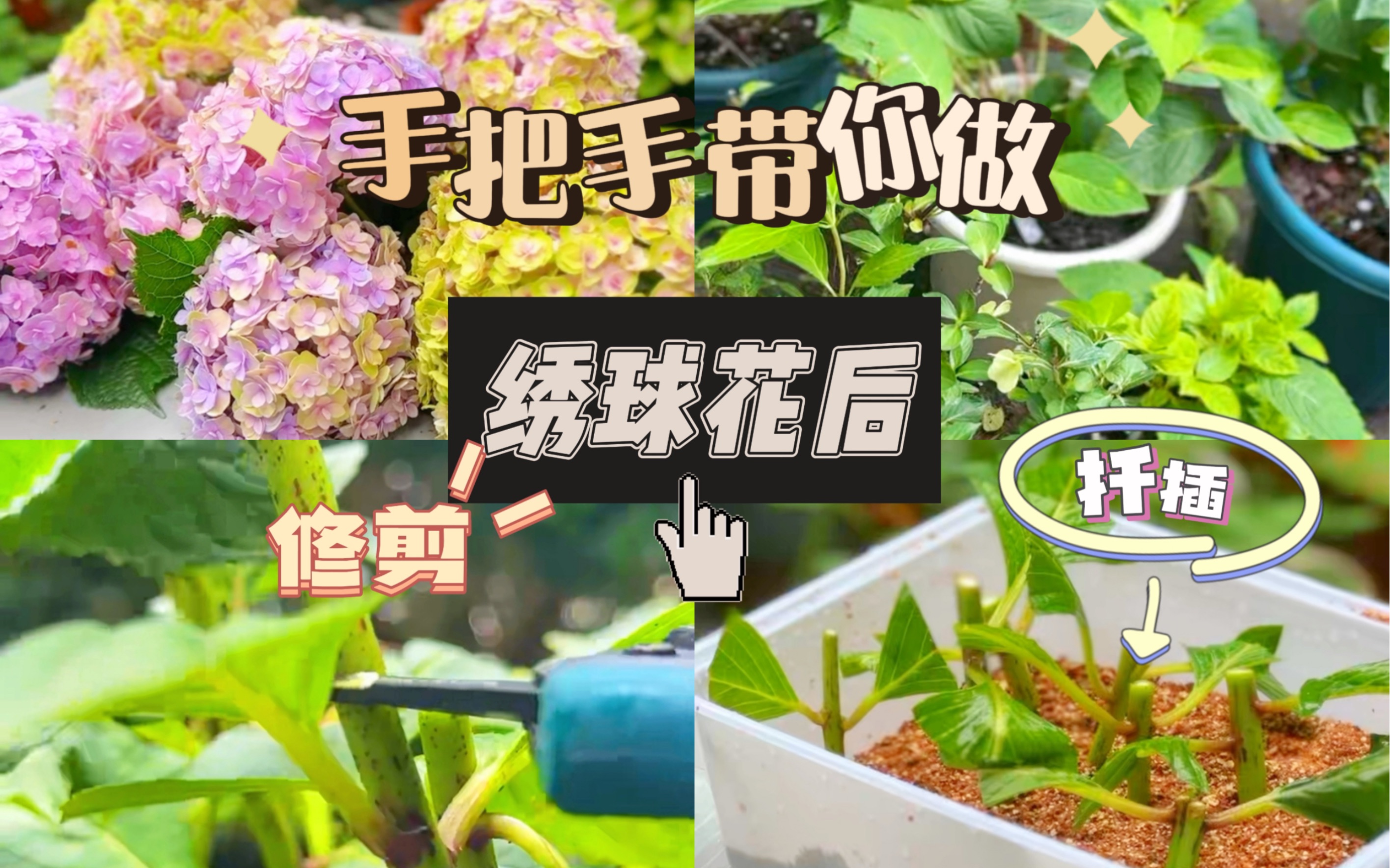 绣球花后:手把手带你修剪和扦插,绣球的最佳修剪时间到啦,不同绣球的修剪也是不一样哒,可以对照视频进行修剪哦哔哩哔哩bilibili