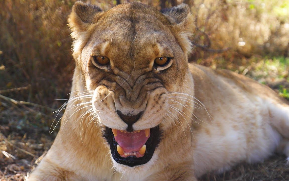 狮语者凯文的大猫咪也需要剪指甲(4k)