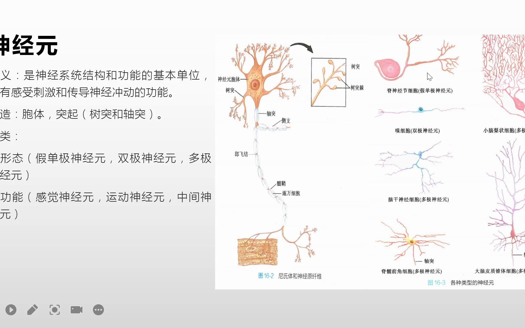 系统解剖学神经系统总论之神经系统的组成哔哩哔哩bilibili