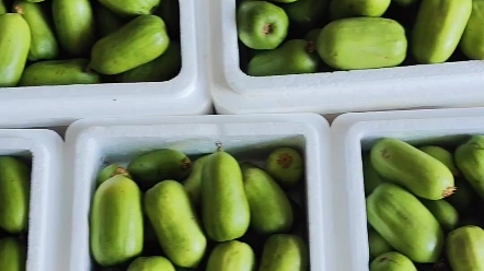 哈尔滨每日新鲜水果