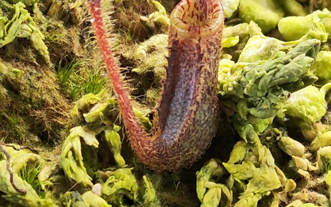 分享猪笼草日常之胡瑞尔猪笼草,长毛钩猪笼草,胡瑞尔德华猪笼草,钩唇