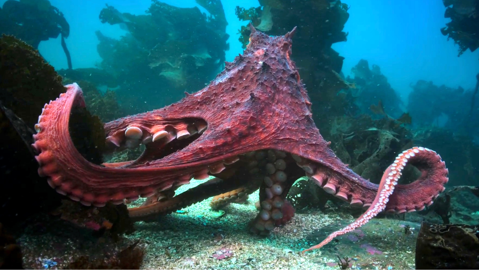 以命换命，传说中的深海巨妖，为了繁衍后代甘愿放弃生命