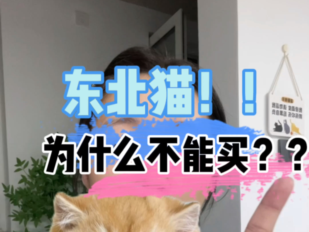 东北猫!为什么不能买?哔哩哔哩bilibili