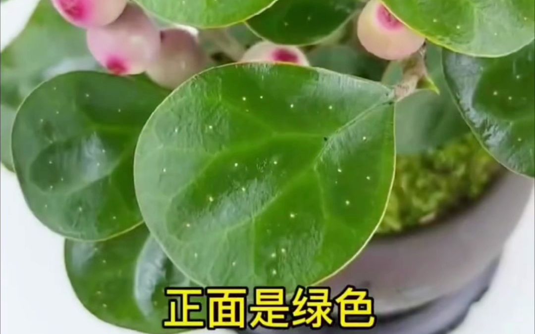 15种客厅最旺宅的植物,你家有吗?家中有数十有九富.#花卉绿植 #花卉绿植盆栽 #一花一草一世界哔哩哔哩bilibili