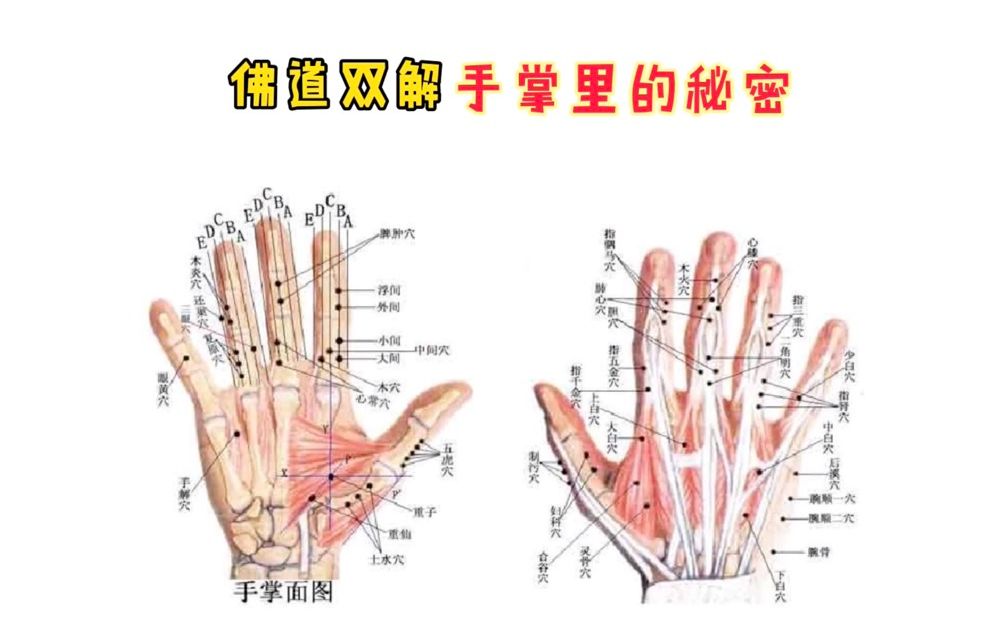 [图]佛道双解-手掌里的秘密