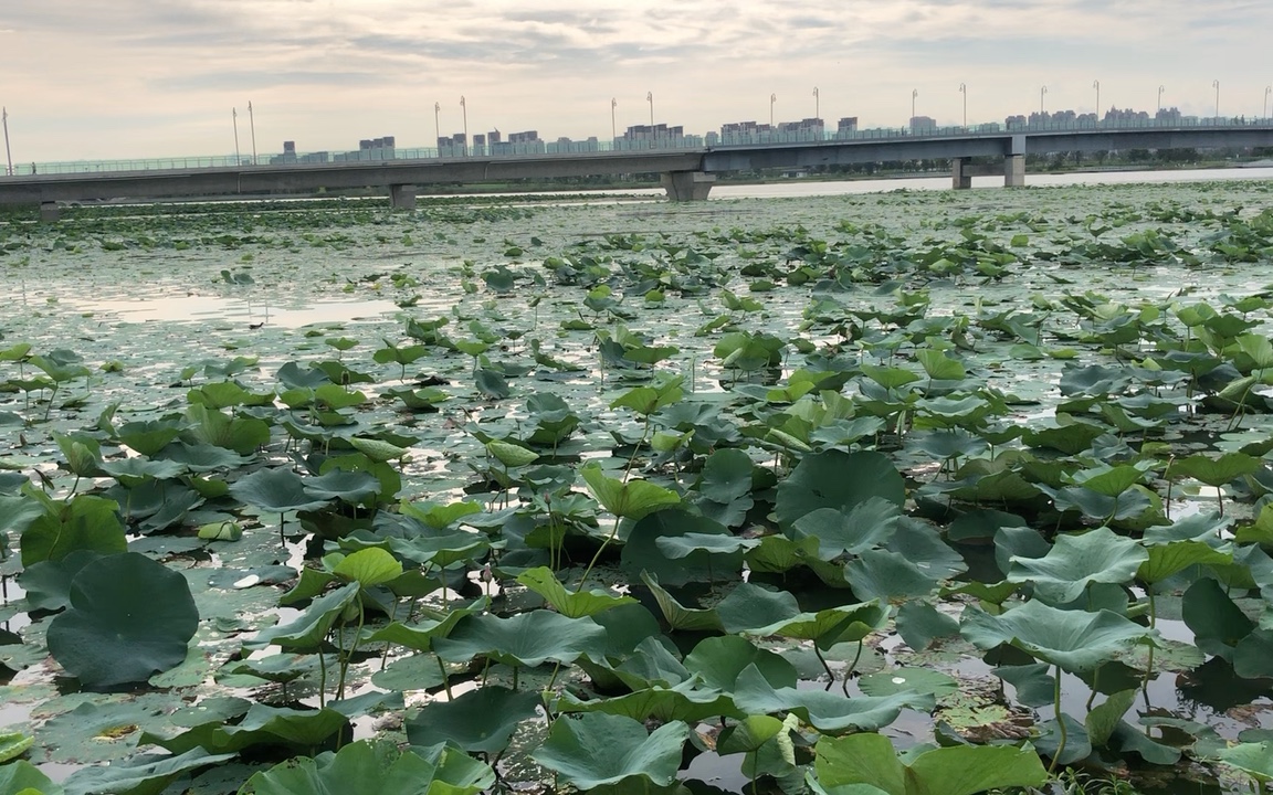 滁州 明湖 自然之声 生态之美