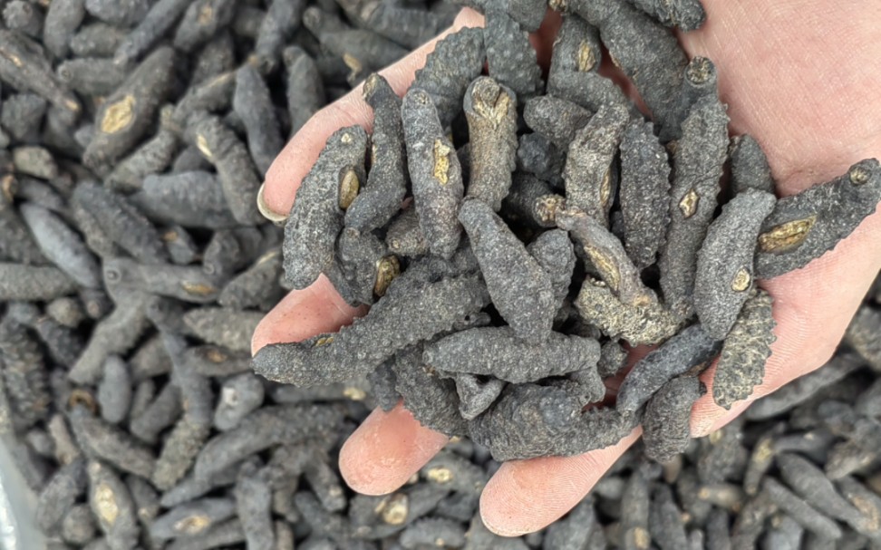 土耳其米刺海参240头野生纯淡干