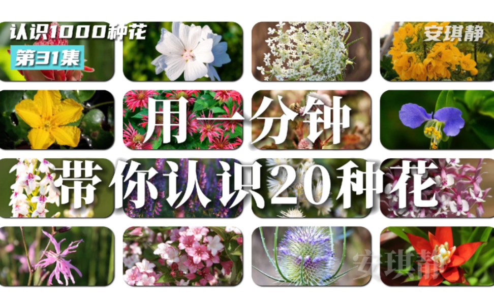 认识1000种花第31集|带你认识20种花,你认识这些花吗?火炬姜、药葵、胡萝卜花、黄槐决明、荇菜、美国薄荷、头花蓼、鸭跖草、凌霄花、瞿麦、长柔毛...