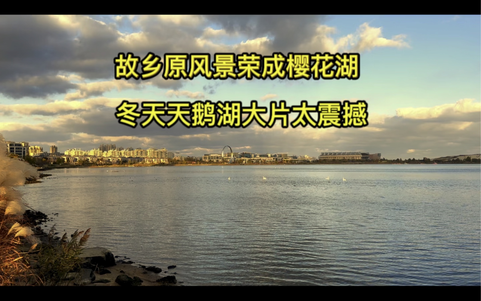 威海荣成樱花湖,冬日景色像大片,观,观天鹅看美景太震撼.