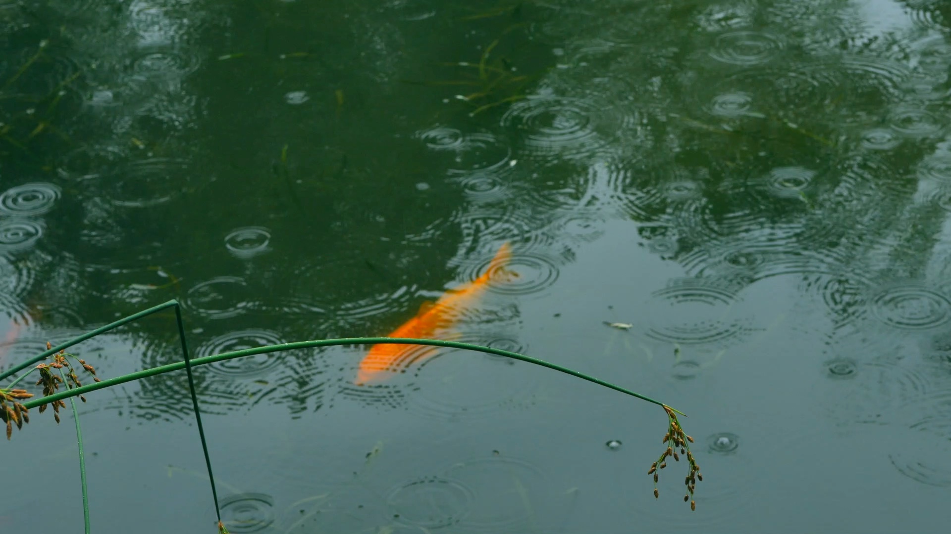 [图]虽连连数日细雨，却不掩人之欢喜。