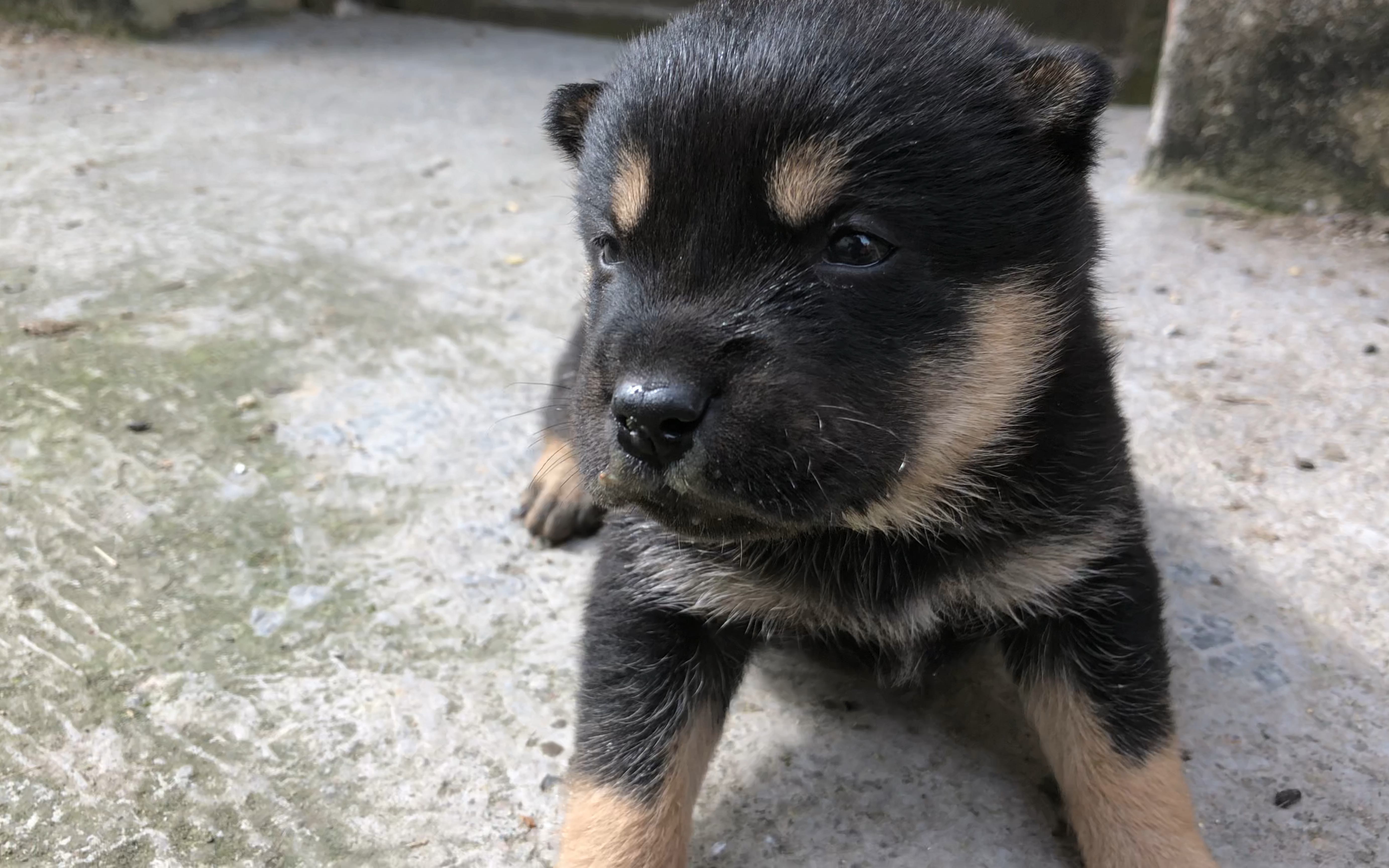 土狗小黑狗图片大全图片