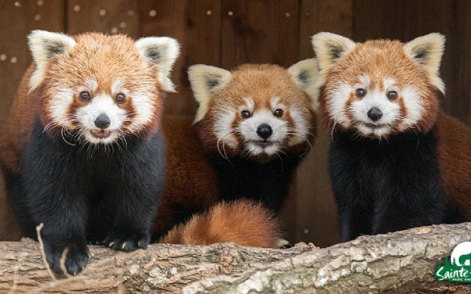 跟着小熊猫环游世界 法国小熊猫阿宝怼脸吃播 也就看了10遍吧