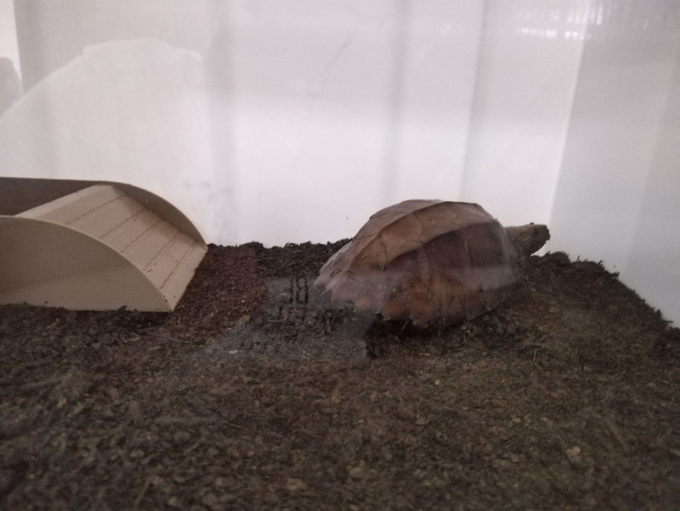 锯缘龟饲养day1