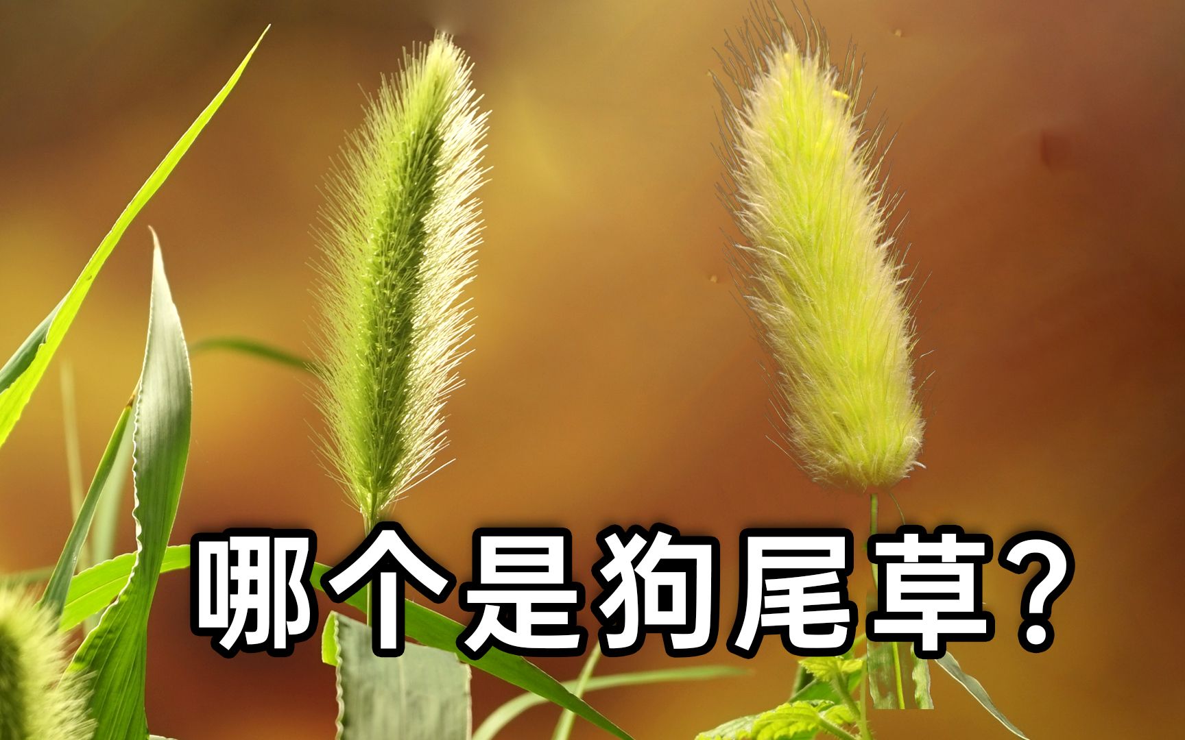 狗 尾 草 与 兔 尾 草 ?哔哩哔哩bilibili