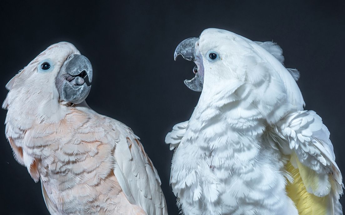 【鹦鹉】鸟中哈士奇凤头黑帮摇!真是high到不行啦!╰(‵□′)╯