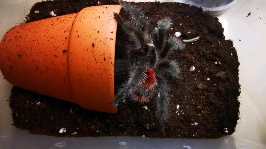 巴西巨人红尾亚成母捕食面包虫