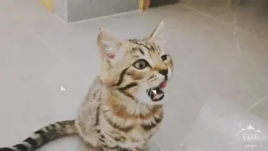 尼可猫-哔哩哔哩_Bilibili 尼可猫-哔哩哔哩_Bilibili