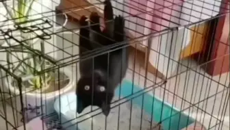 一种家养小蝙蝠