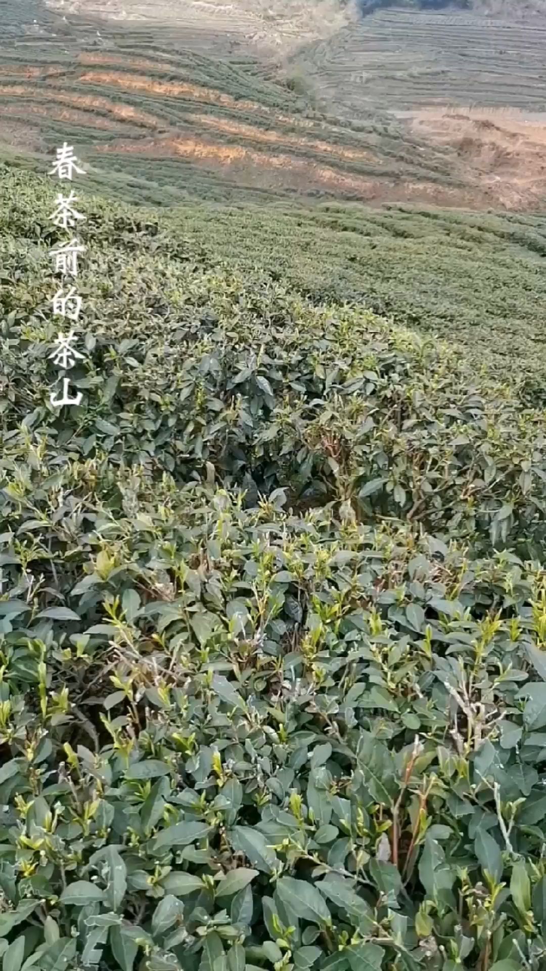 清明前纳雍高山茶长势哔哩哔哩bilibili