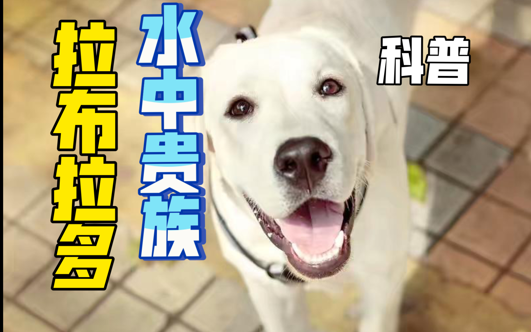 【科普犬种】拉布拉多~最受欢迎的犬种哔哩哔哩bilibili