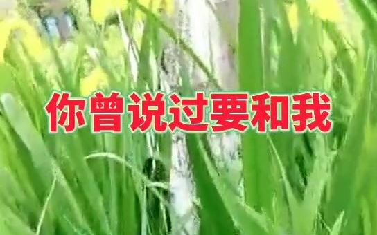 [图]李玲玉一首《不要走》#经典情歌#醉人心扉，唱出了多少男女的心声！