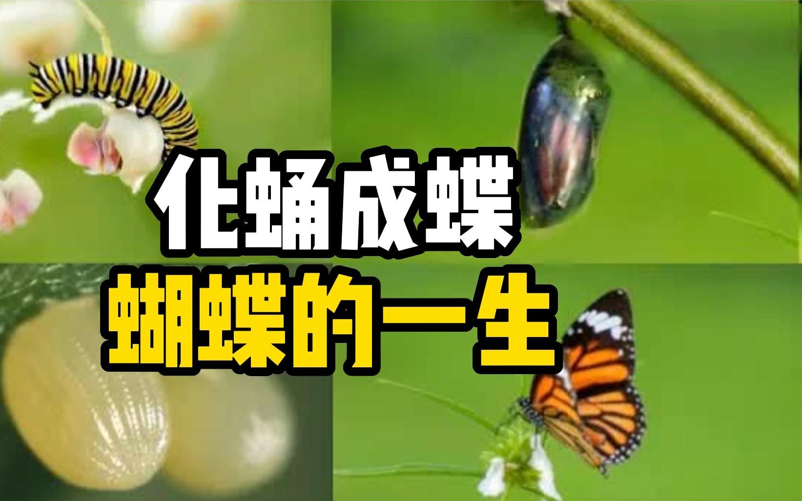 [图]化蛹成蝶你见过蝴蝶的一生吗?