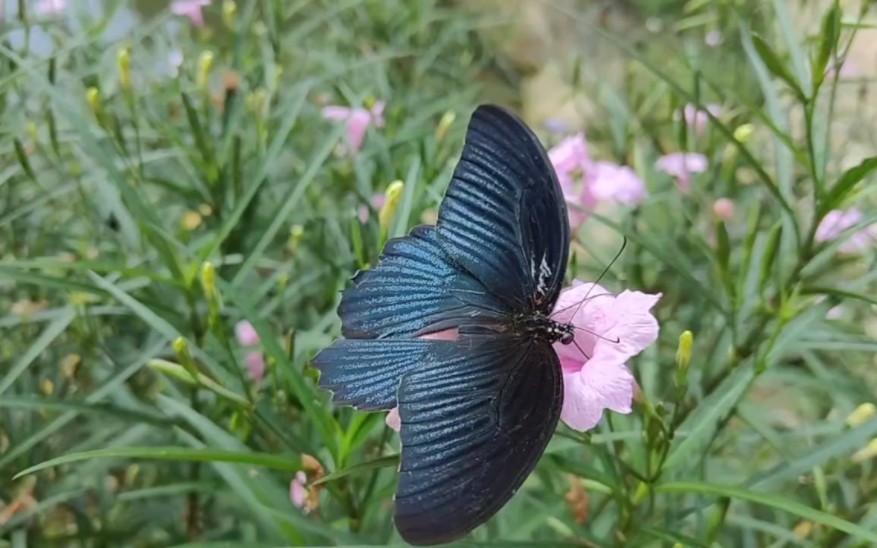 [图]花蕊的引力