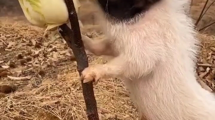 [图]土猪拱白菜