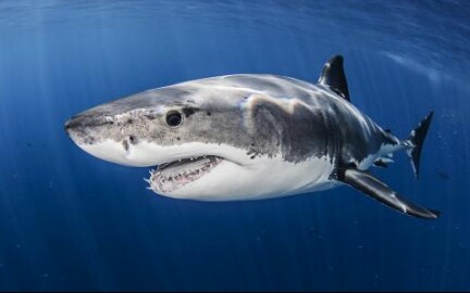 海底大猎杀2021〗海洋地图大白鲨试玩