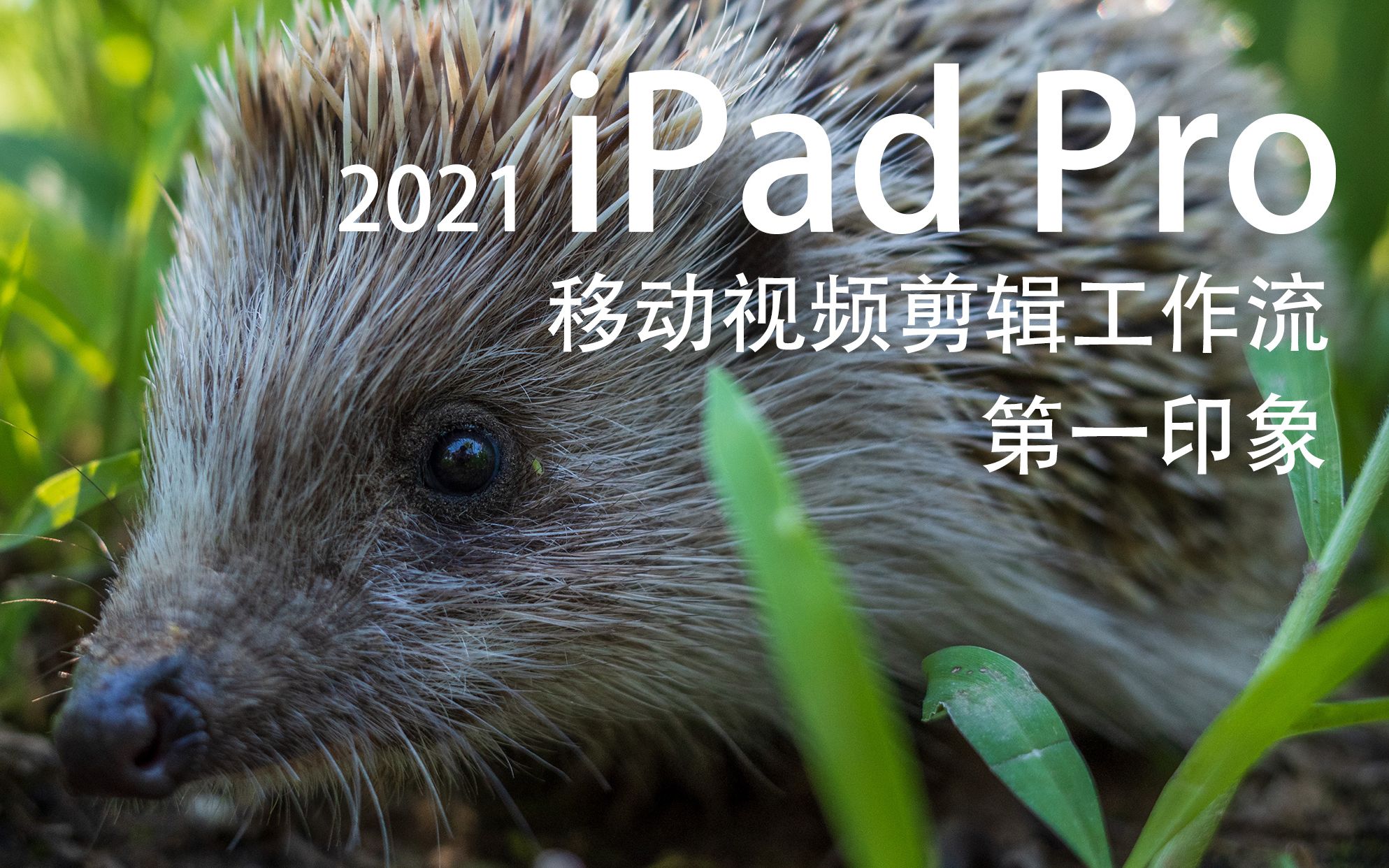 夏日遛狗!2021 iPad Pro 12.9 剪辑视频和处理照片 FiLMiC Pro + LumaFusion哔哩哔哩bilibili