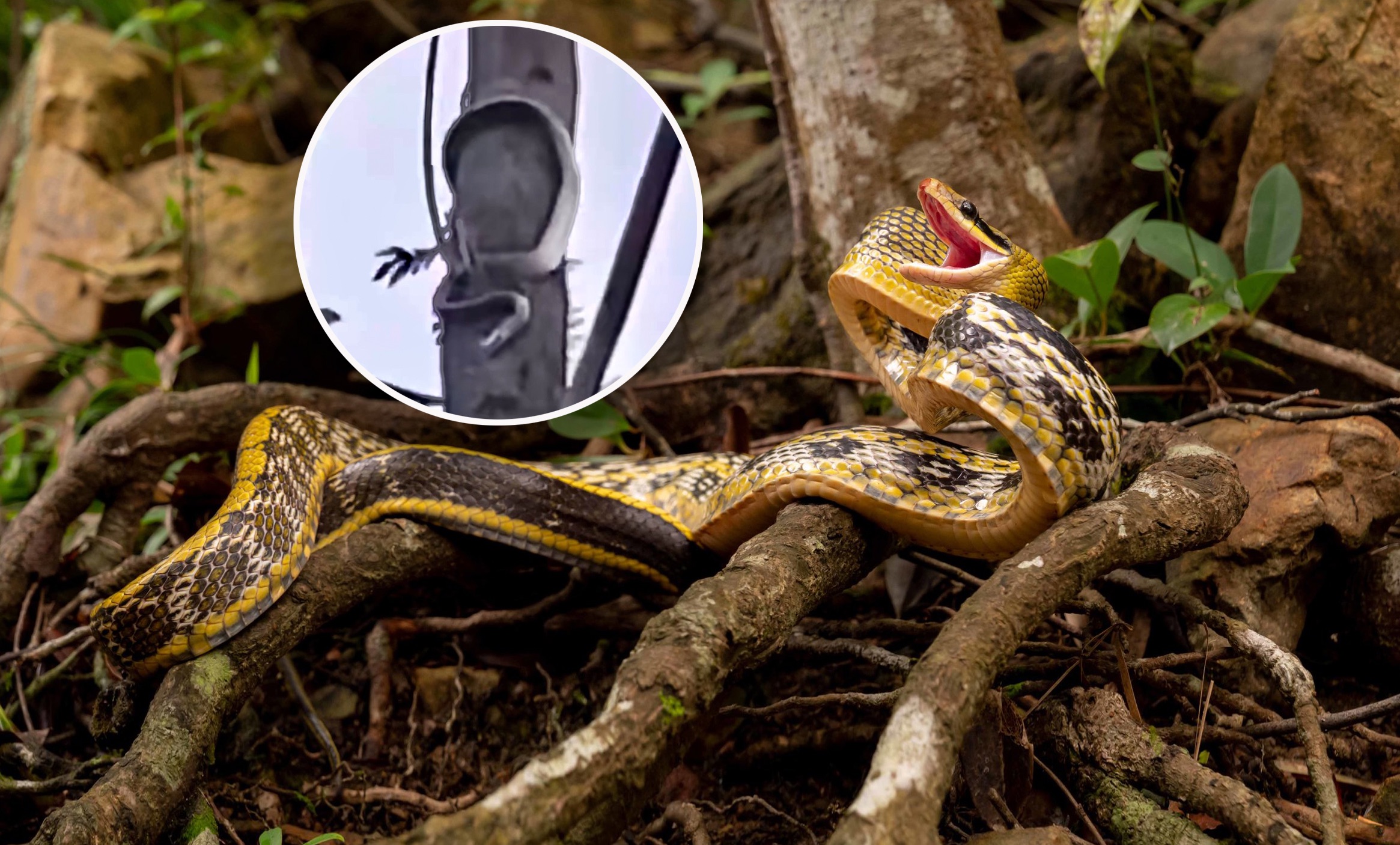 世界上最毒的蛇 排名图片