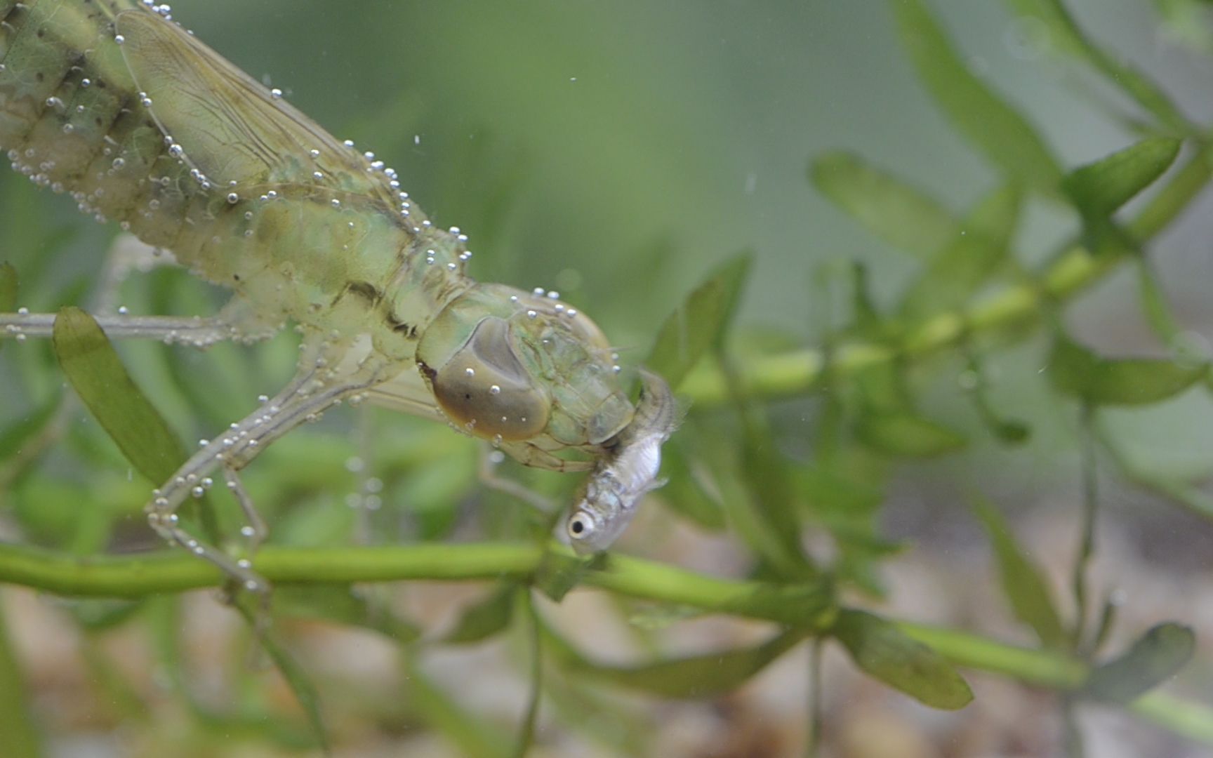 水虿捕食罗非鱼过程