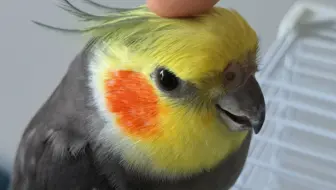 澳大利亚老虎钳