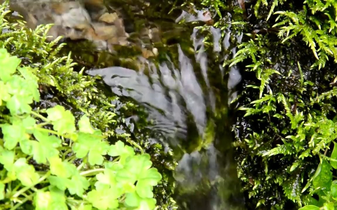 【自然的声音】溪水潺潺,野鸟啁啾伴你入眠