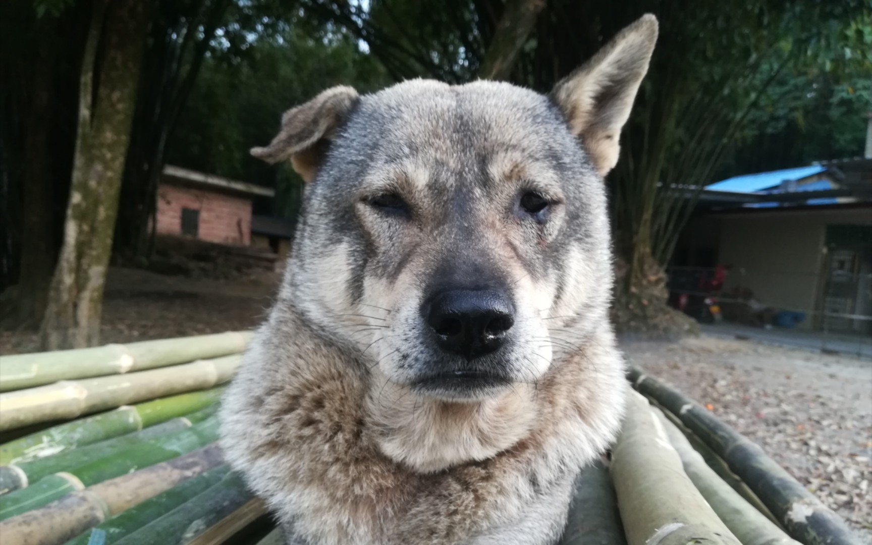 竹狗!可是为什么是竖屏!