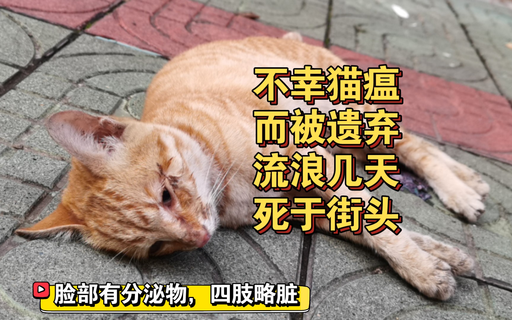 [图]一只死于猫瘟的橘猫，被遗弃后流浪几天横尸街头