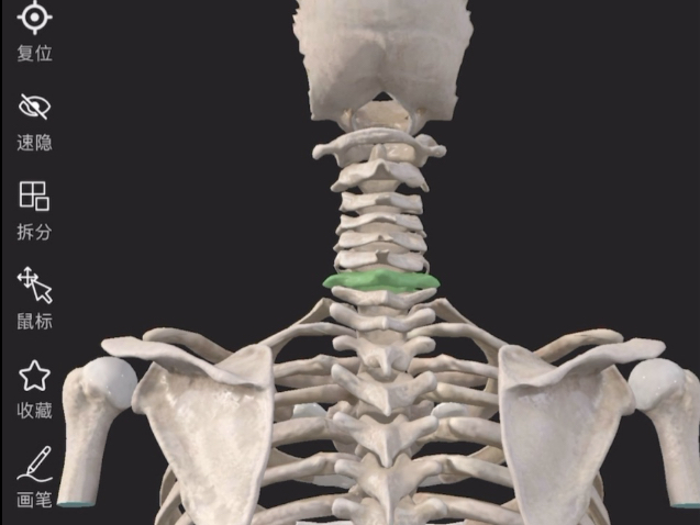 如何通过第七颈椎找取颈部腧穴