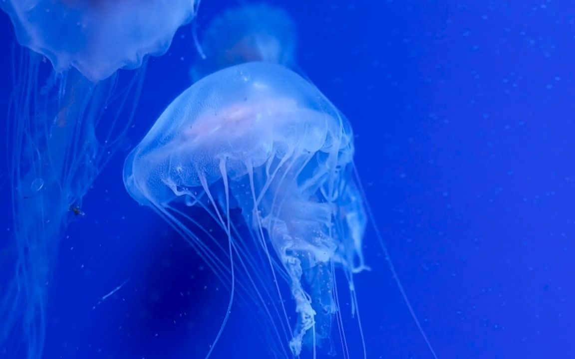 天津国家海洋博物馆—蓝色家园活体展馆哔哩哔哩bilibili