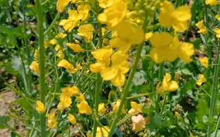 花田北张 搜索结果 哔哩哔哩 Bilibili