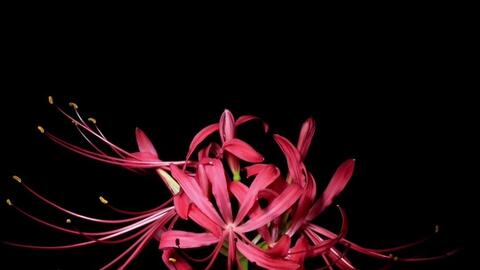 彼岸花生长过程 截止到第一次开花 哔哩哔哩