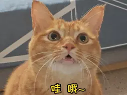 Tải video: 和猫猫一起唱歌：可是你要我怎样忘记你~