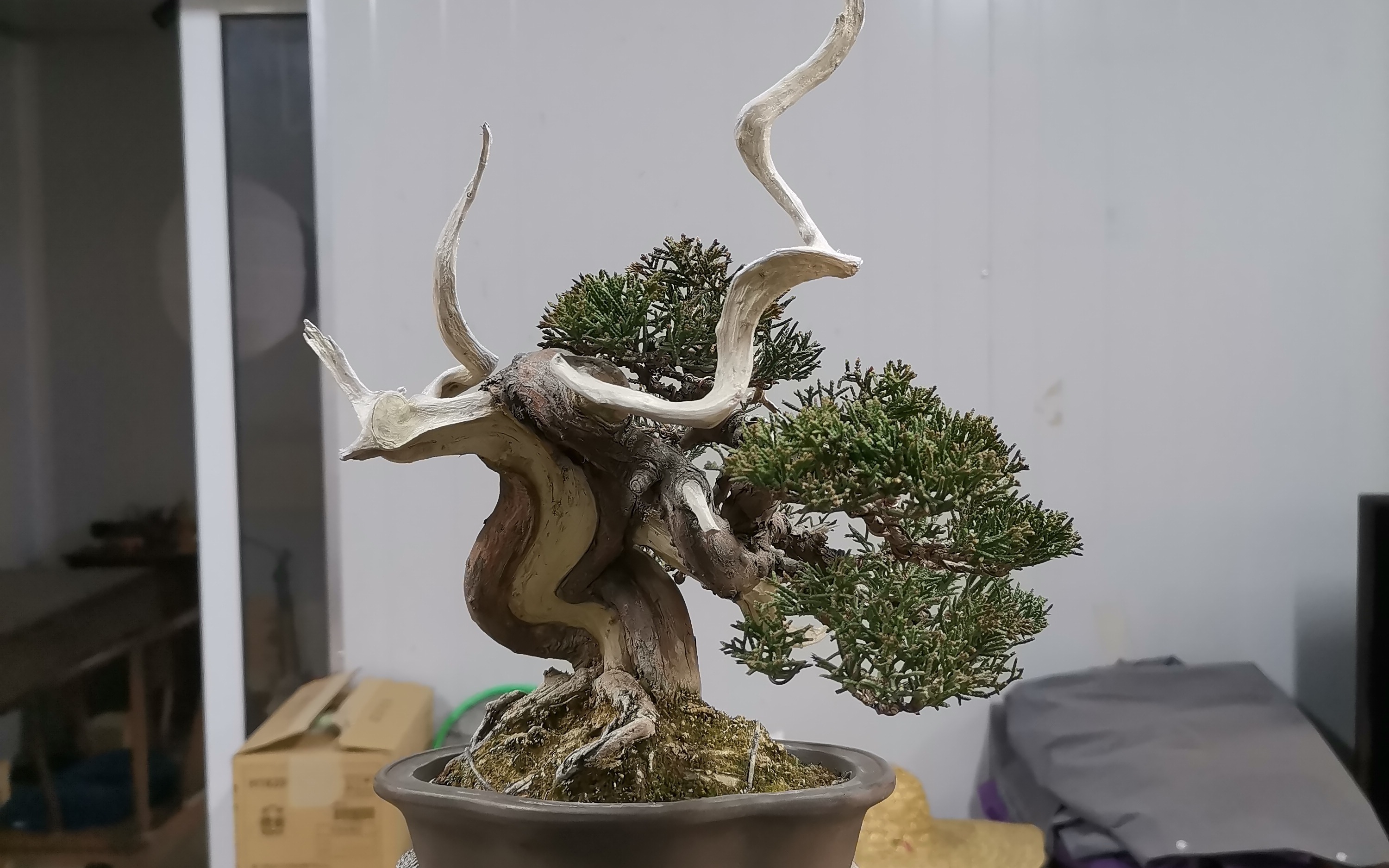 小品系鱼川真柏复整