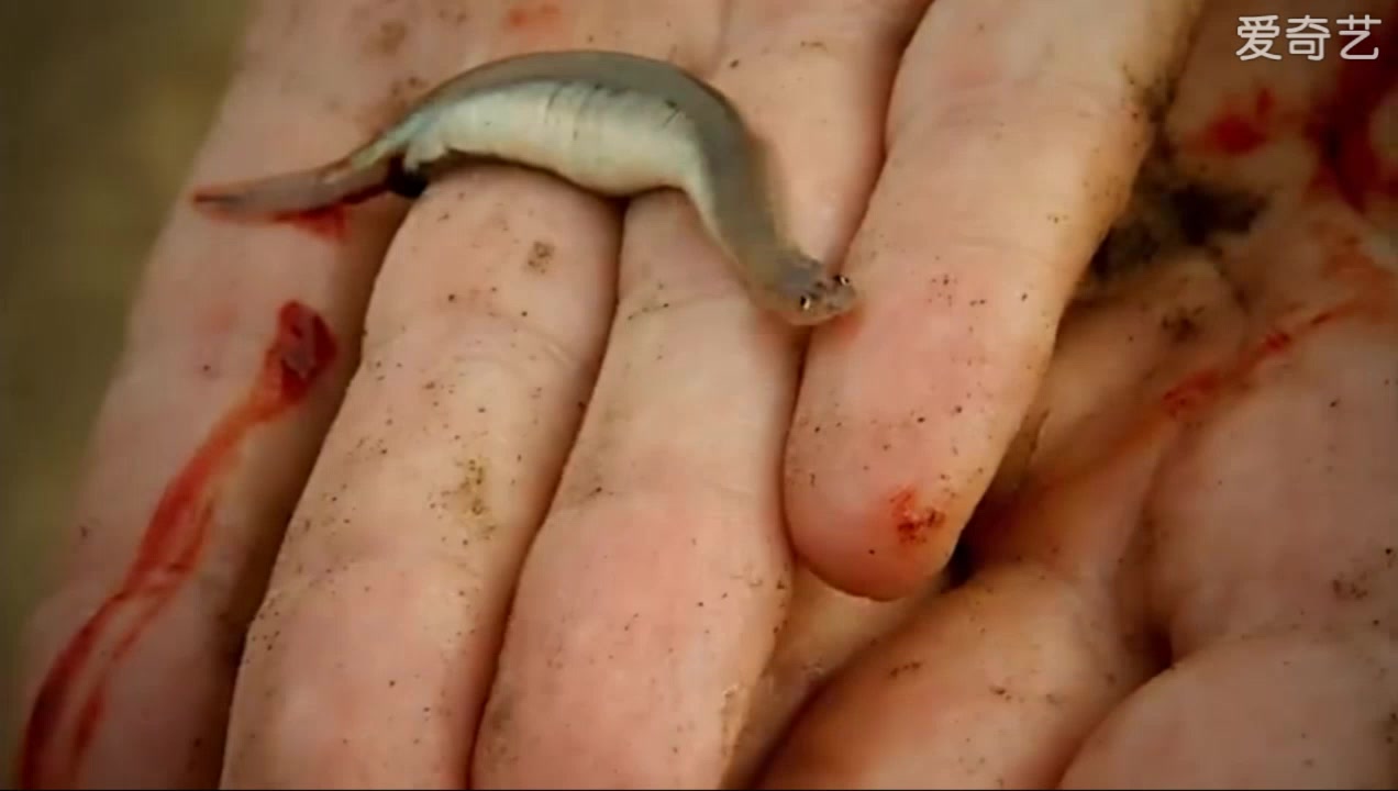 男的看了下体一凉女的看了一副滑稽脸千万不要在亚马逊河里尿尿