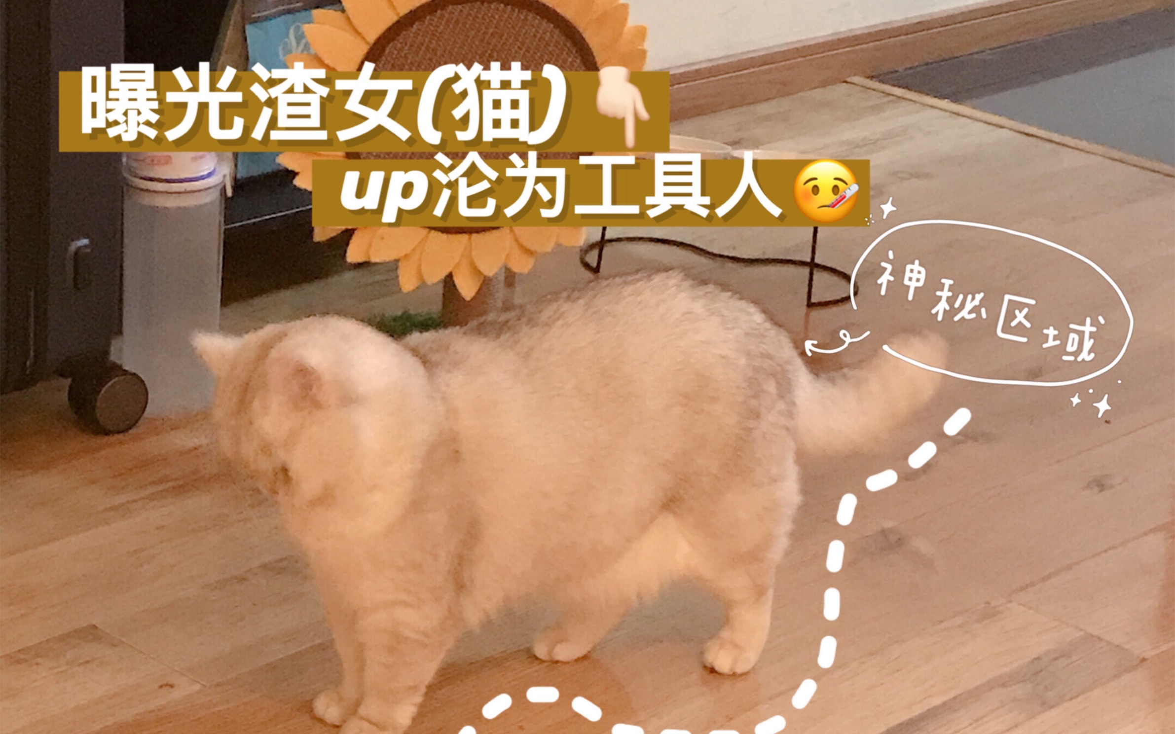 喜欢打屁股的猫??哔哩哔哩bilibili